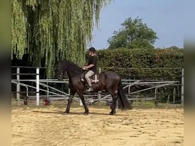 Fries paard Ruin 7 Jaar 158 cm Zwart in Hamm