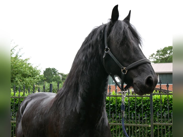 Fries paard Ruin 7 Jaar 158 cm Zwart in Dorsten