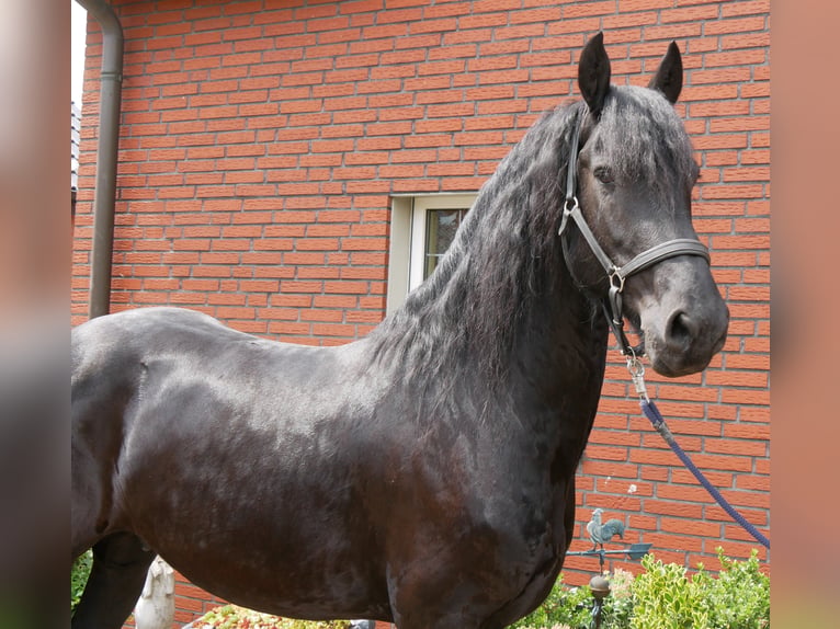Fries paard Ruin 7 Jaar 158 cm Zwart in Dorsten