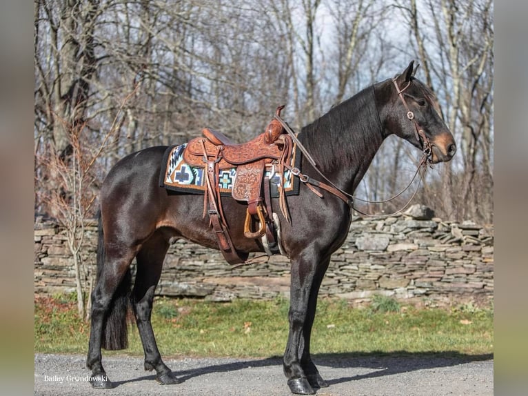 Fries paard Ruin 7 Jaar 160 cm Roodbruin in Everette PA