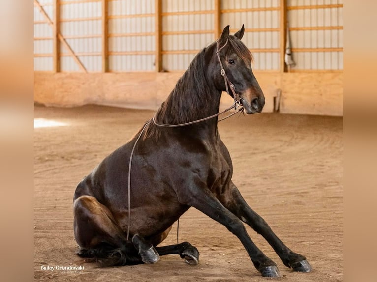 Fries paard Ruin 7 Jaar 160 cm Roodbruin in Everette PA