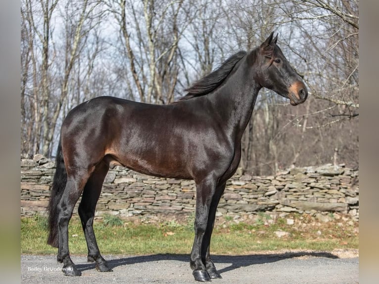 Fries paard Ruin 7 Jaar 160 cm Roodbruin in Everette PA