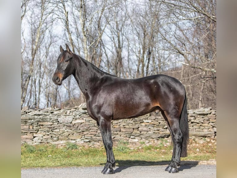 Fries paard Ruin 7 Jaar 160 cm Roodbruin in Everette PA