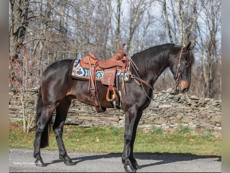 Fries paard Ruin 7 Jaar 160 cm Roodbruin in Everette PA