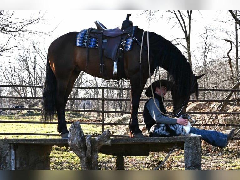 Fries paard Ruin 7 Jaar 160 cm Roodbruin in Sturgis MI