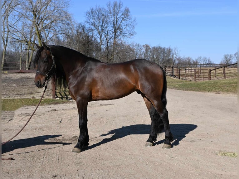 Fries paard Ruin 7 Jaar 160 cm Roodbruin in Sturgis MI