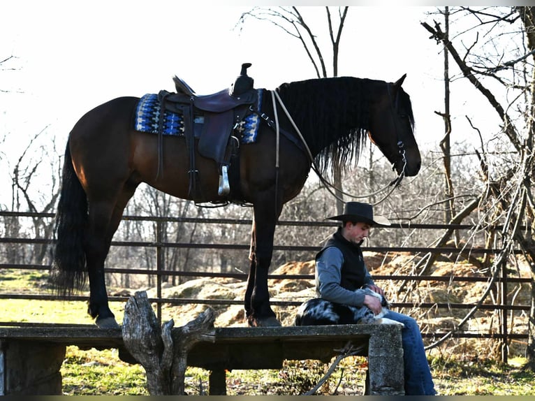 Fries paard Ruin 7 Jaar 160 cm Roodbruin in Sturgis MI