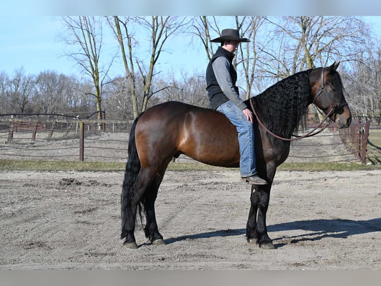 Fries paard Ruin 7 Jaar 160 cm Roodbruin in Sturgis MI