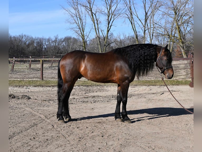 Fries paard Ruin 7 Jaar 160 cm Roodbruin in Sturgis MI