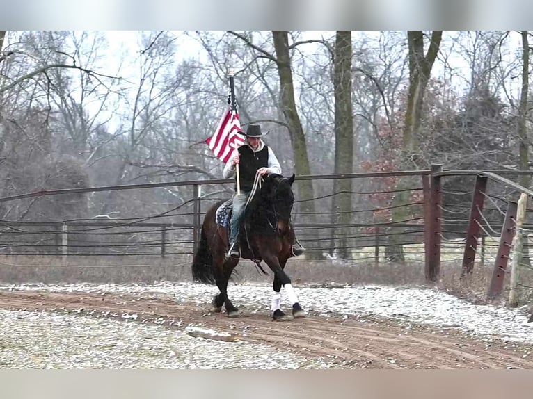 Fries paard Ruin 7 Jaar 160 cm Roodbruin in Sturgis MI