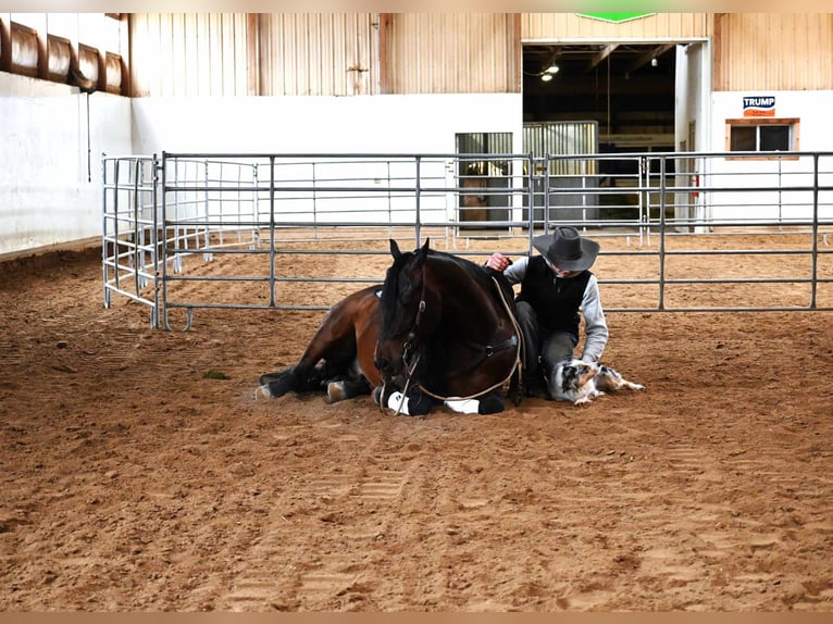 Fries paard Ruin 7 Jaar 160 cm Roodbruin in Sturgis MI