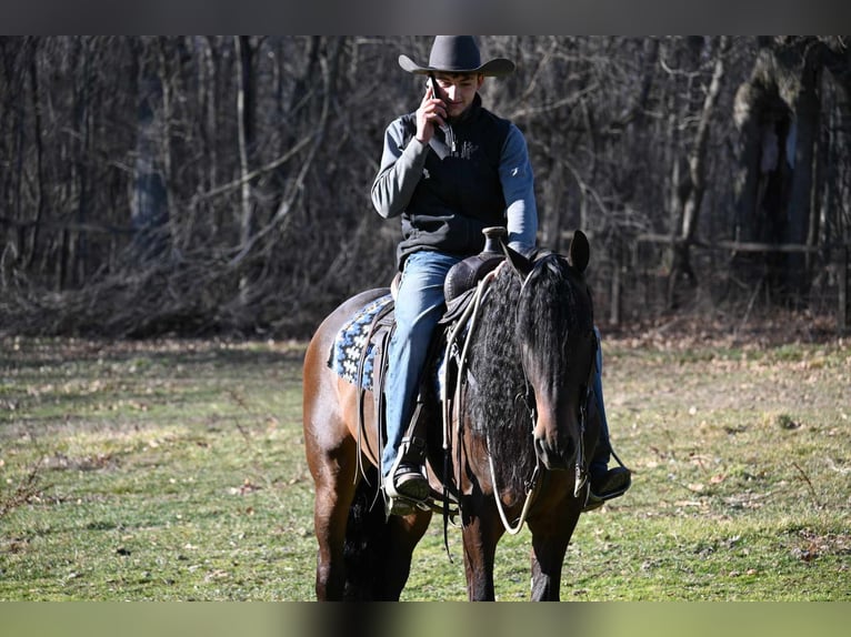 Fries paard Ruin 7 Jaar 160 cm Roodbruin in Sturgis MI