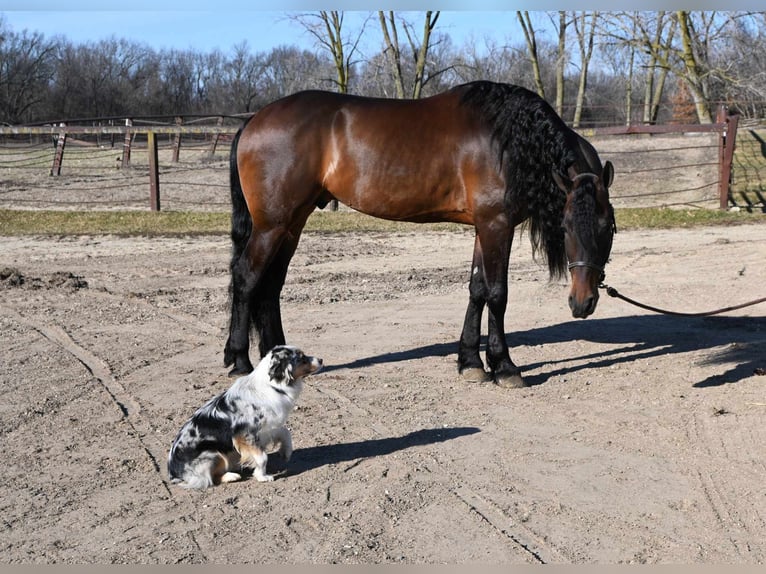 Fries paard Ruin 7 Jaar 160 cm Roodbruin in Sturgis MI