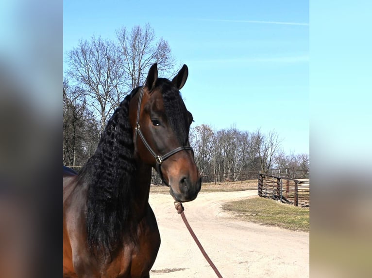 Fries paard Ruin 7 Jaar 160 cm Roodbruin in Sturgis MI