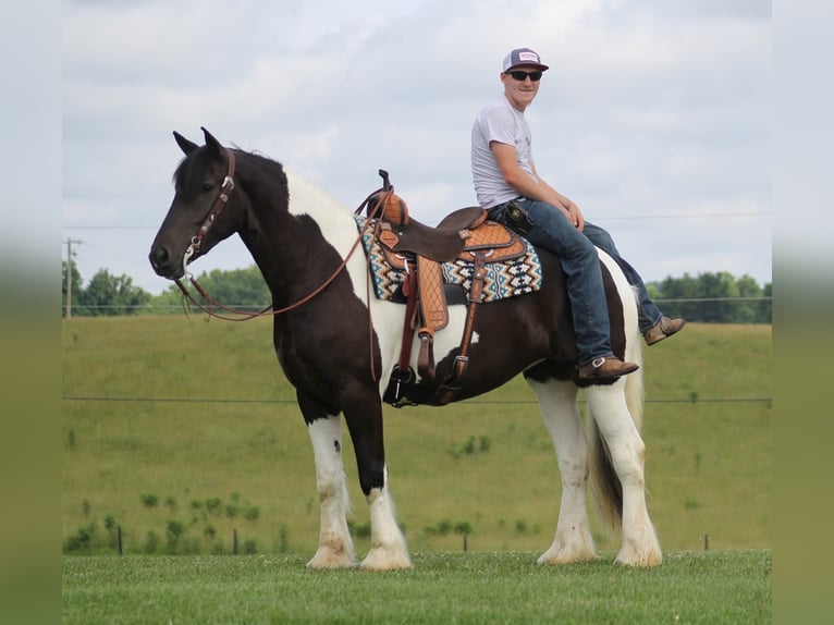 Fries paard Ruin 7 Jaar 160 cm Tobiano-alle-kleuren in Mt. Vernon KY