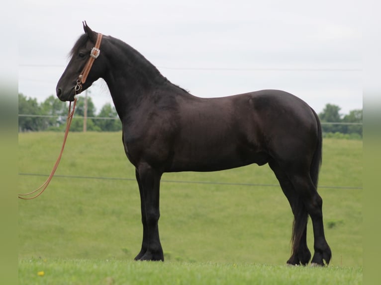 Fries paard Ruin 7 Jaar 160 cm Zwart in Whitley City KY