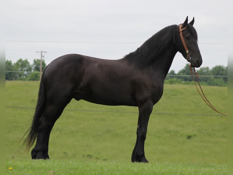 Fries paard Ruin 7 Jaar 160 cm Zwart in Whitley City KY