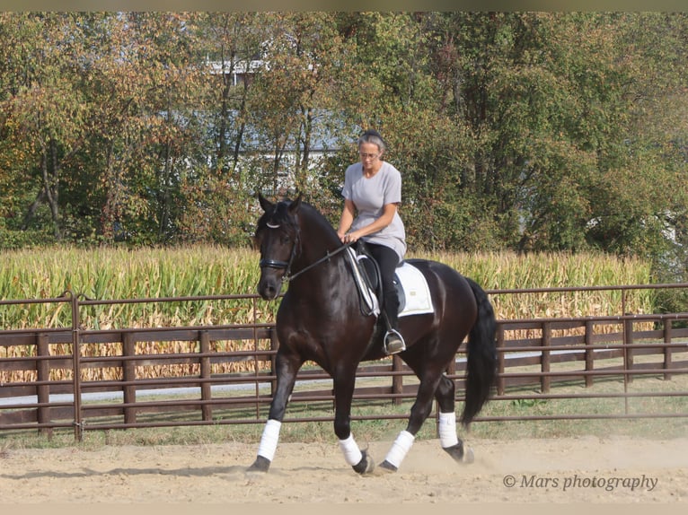 Fries paard Ruin 7 Jaar 160 cm Zwart in Sugarcreek