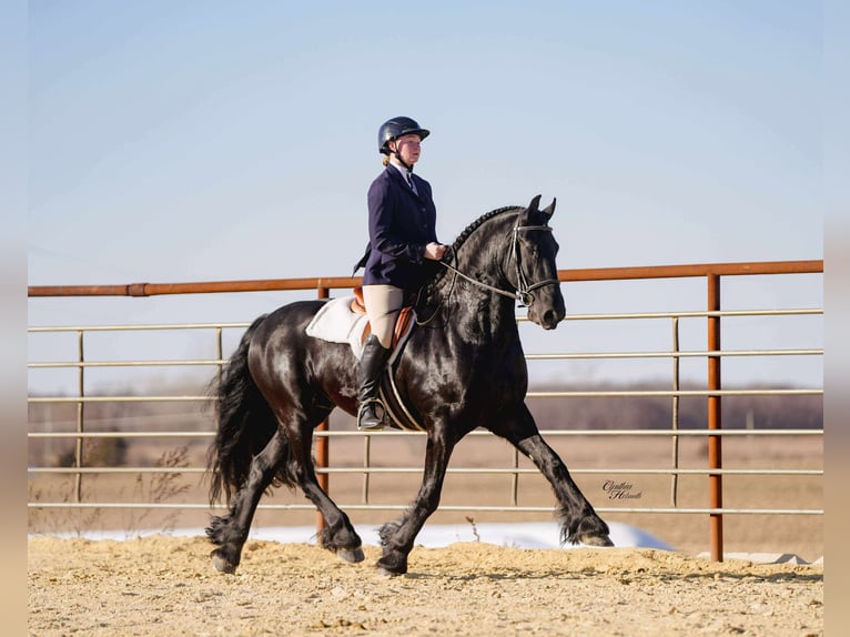 Fries paard Ruin 7 Jaar 160 cm Zwart in Independence