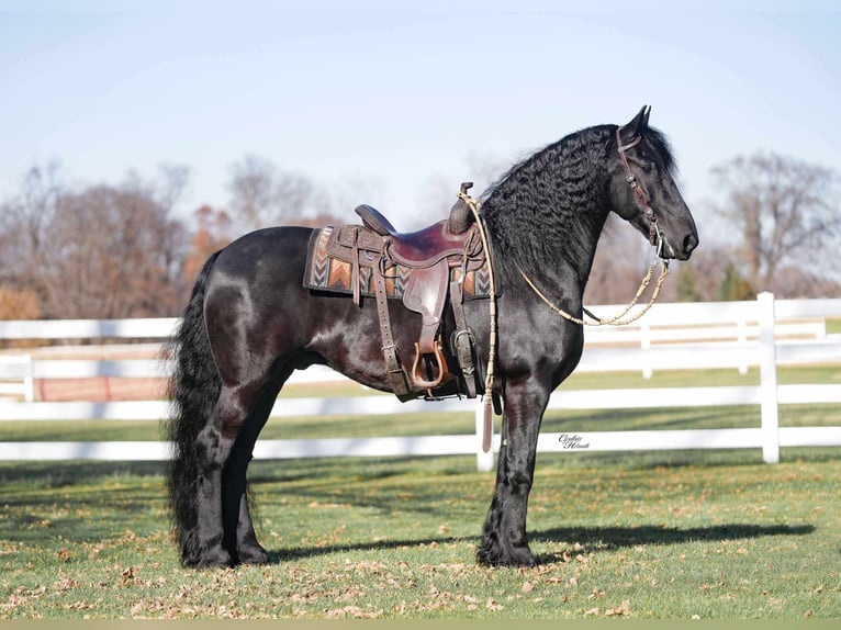 Fries paard Ruin 7 Jaar 160 cm Zwart in Independence