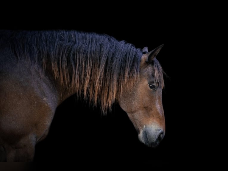 Fries paard Ruin 7 Jaar 163 cm Buckskin in OVIEDO, FL