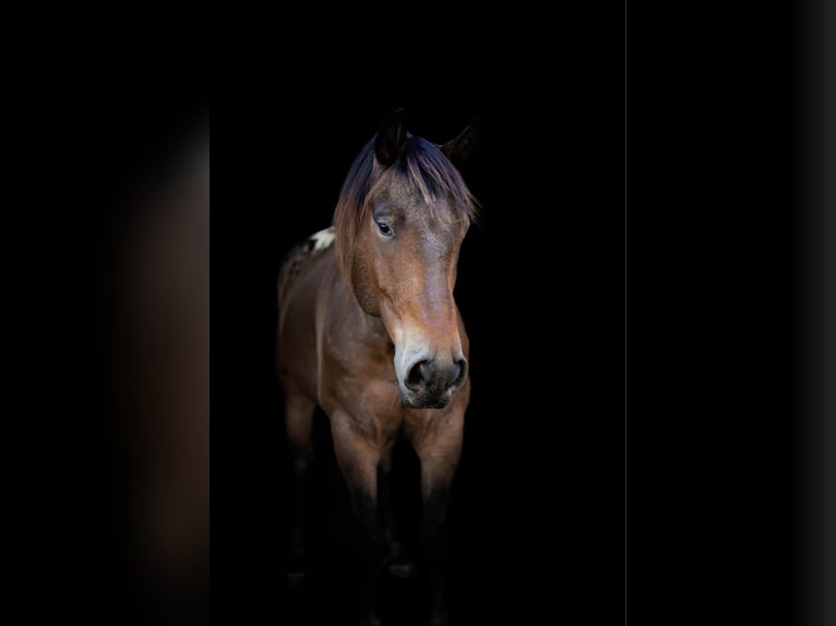 Fries paard Ruin 7 Jaar 163 cm Buckskin in OVIEDO, FL