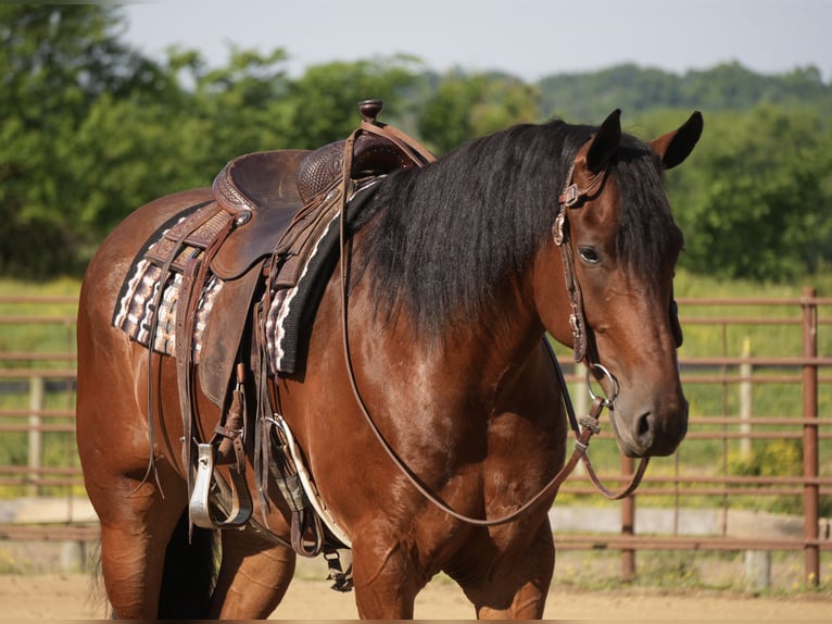Fries paard Mix Ruin 7 Jaar 163 cm Roodbruin in Fresno