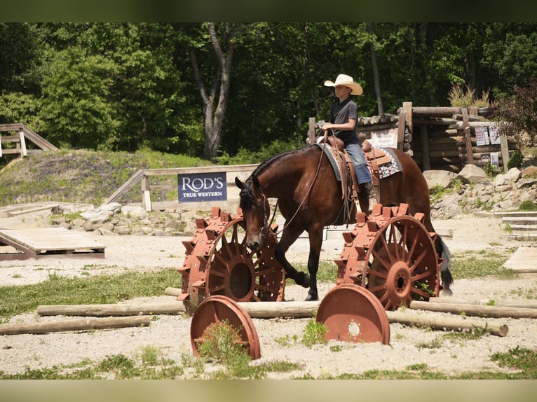 Fries paard Mix Ruin 7 Jaar 163 cm Roodbruin in Fresno