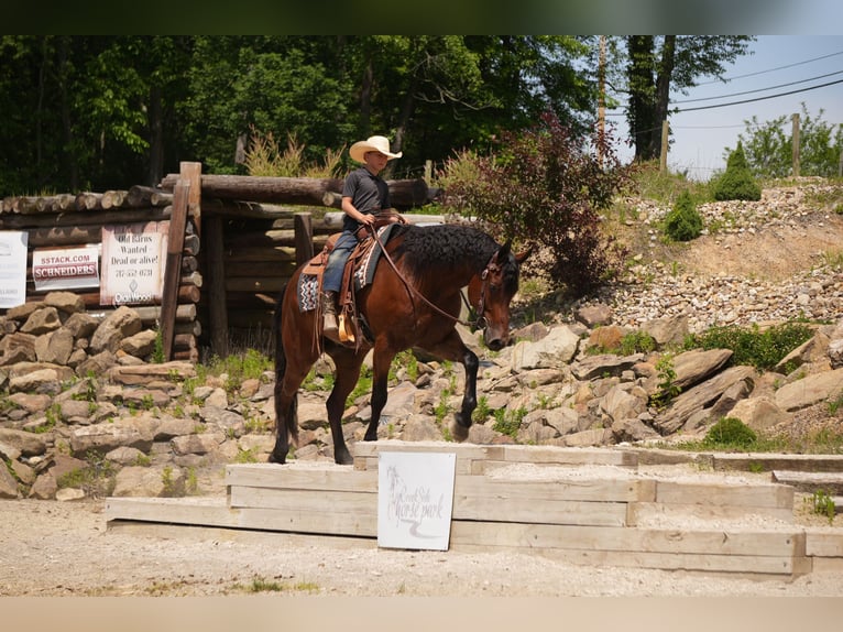 Fries paard Mix Ruin 7 Jaar 163 cm Roodbruin in Fresno