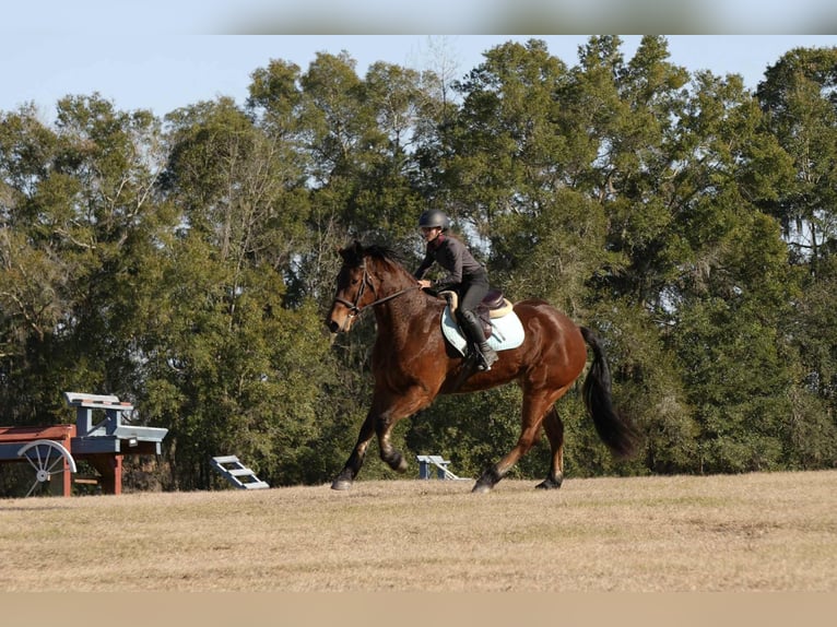 Fries paard Mix Ruin 7 Jaar 163 cm Roodbruin in Fresno