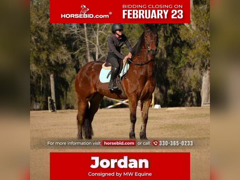 Fries paard Mix Ruin 7 Jaar 163 cm Roodbruin in Fresno