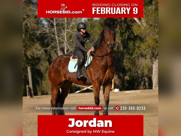 Fries paard Mix Ruin 7 Jaar 163 cm Roodbruin in Fresno