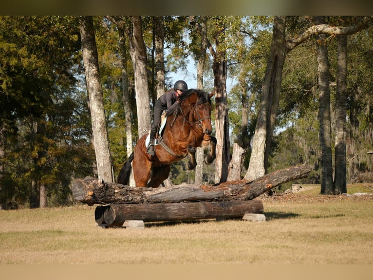 Fries paard Mix Ruin 7 Jaar 163 cm Roodbruin in Fresno