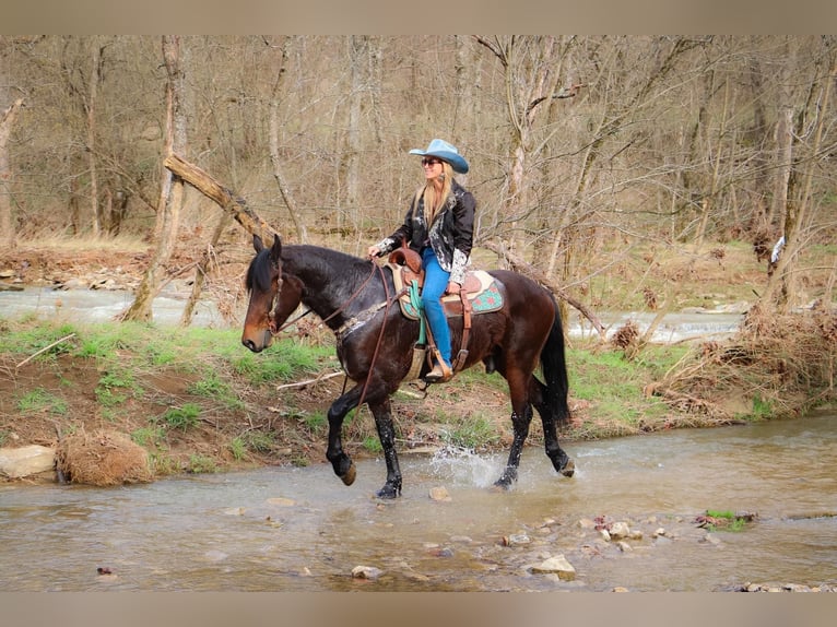 Fries paard Ruin 7 Jaar 163 cm Roodbruin in Hillsboro KY