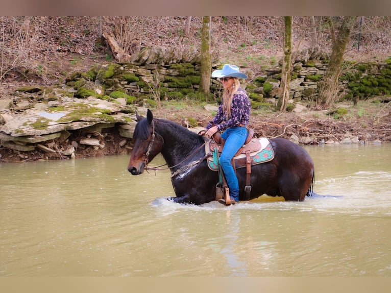 Fries paard Ruin 7 Jaar 163 cm Roodbruin in Hillsboro KY