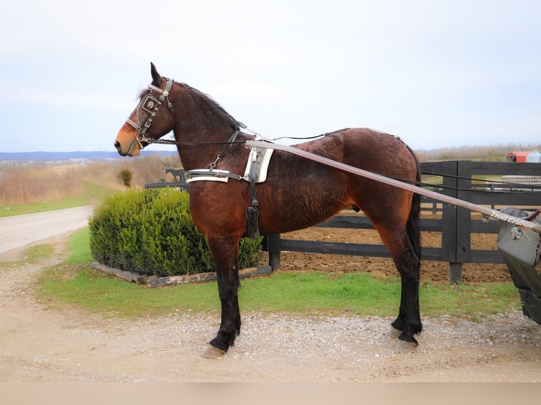 Fries paard Ruin 7 Jaar 163 cm Roodbruin in Hillsboro KY