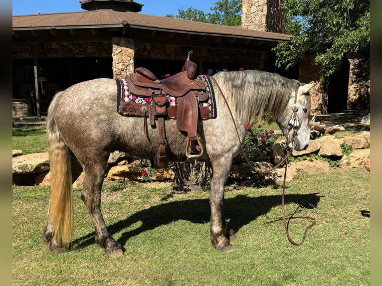 Fries paard Ruin 7 Jaar 163 cm Schimmel in Ackerly TX