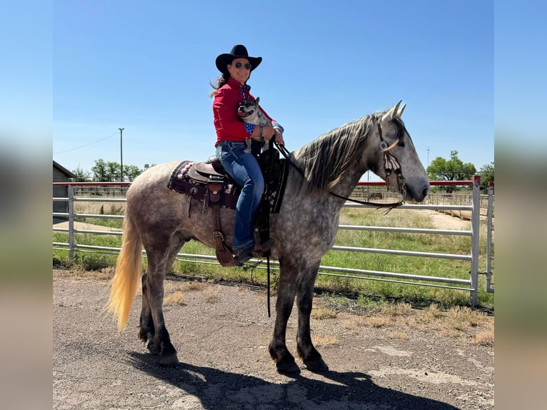 Fries paard Ruin 7 Jaar 163 cm Schimmel in Ackerly TX