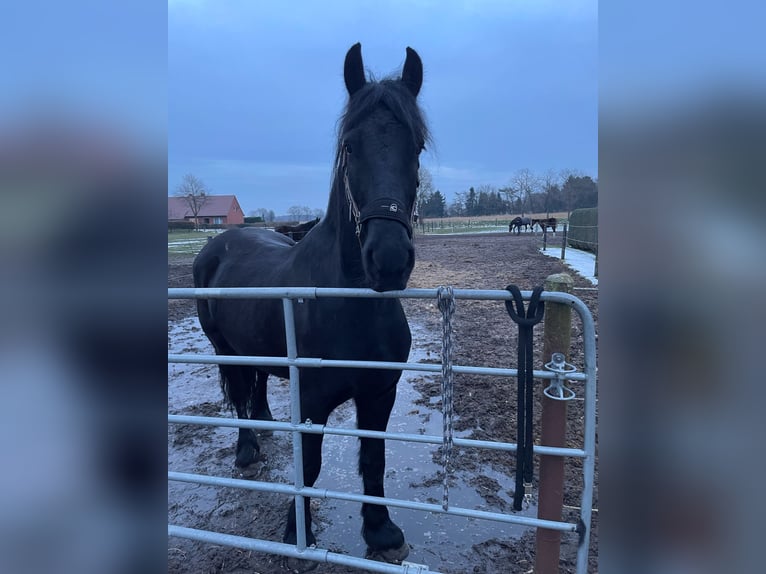 Fries paard Ruin 7 Jaar 163 cm Zwart in Esterwegen