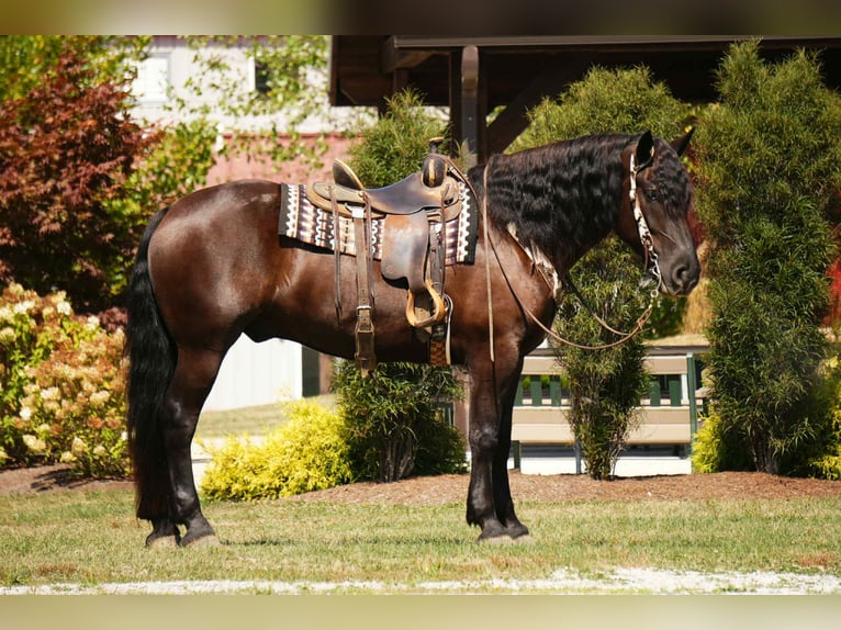 Fries paard Mix Ruin 7 Jaar 163 cm Zwart in Fresno