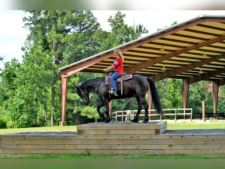 Fries paard Ruin 7 Jaar 163 cm Zwart in Nottingham