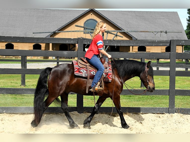 Fries paard Ruin 7 Jaar 163 cm Zwart in Nottingham