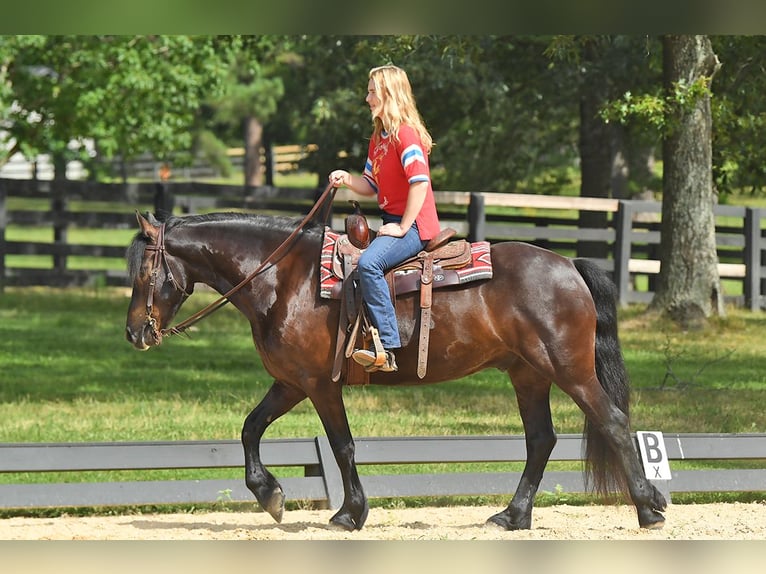 Fries paard Ruin 7 Jaar 163 cm Zwart in Nottingham