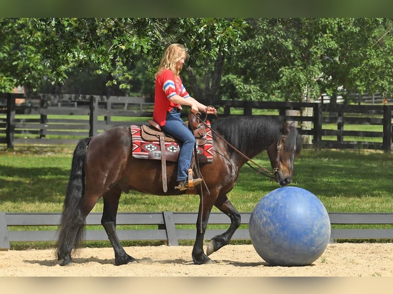 Fries paard Ruin 7 Jaar 163 cm Zwart in Nottingham