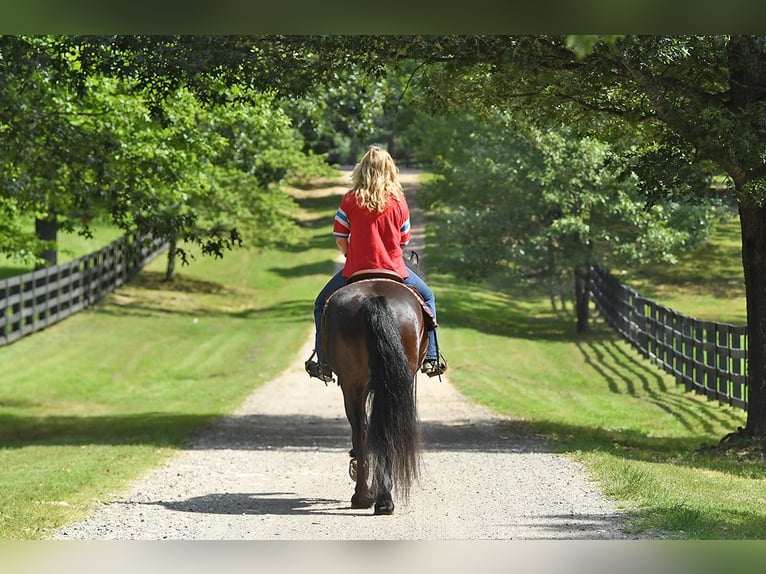 Fries paard Ruin 7 Jaar 163 cm Zwart in Nottingham