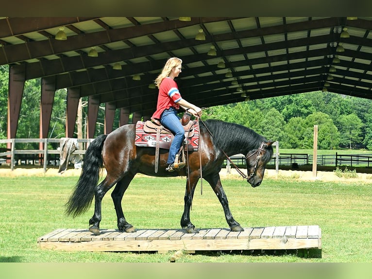 Fries paard Ruin 7 Jaar 163 cm Zwart in Nottingham