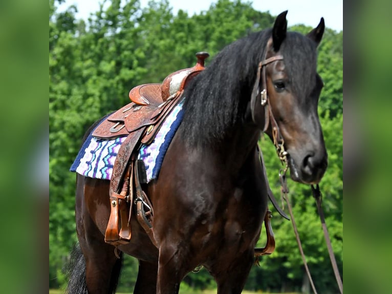 Fries paard Ruin 7 Jaar 163 cm Zwart in Nottingham