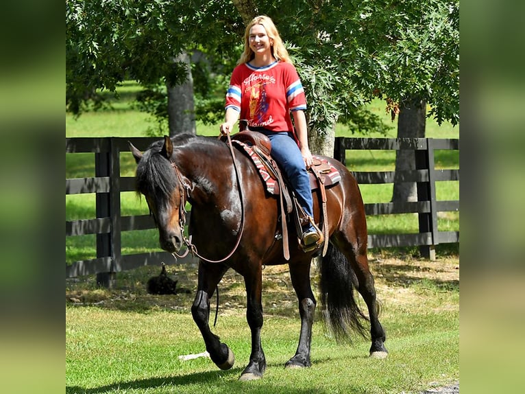 Fries paard Ruin 7 Jaar 163 cm Zwart in Nottingham