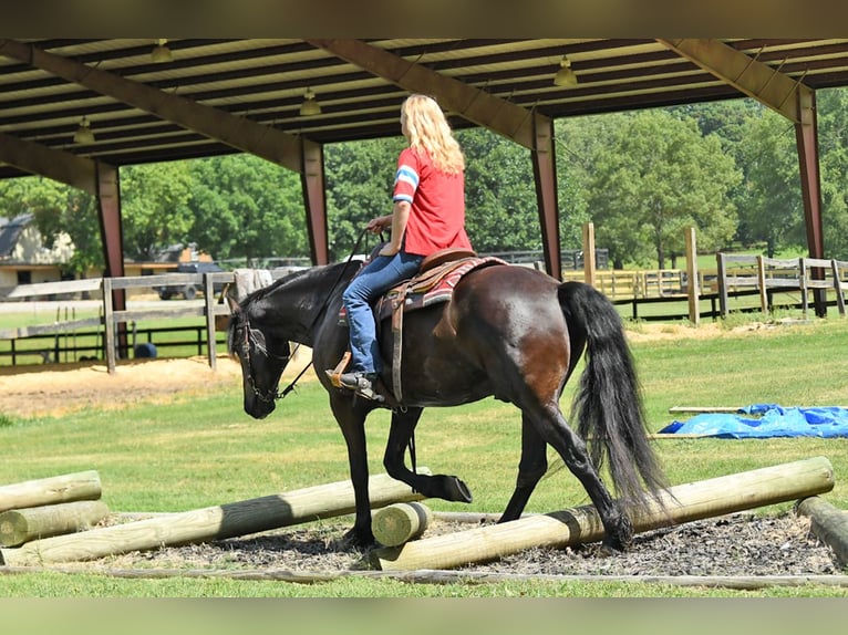 Fries paard Ruin 7 Jaar 163 cm Zwart in Nottingham