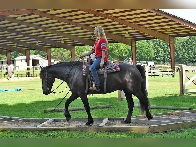 Fries paard Ruin 7 Jaar 163 cm Zwart in Nottingham